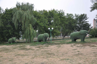 Слоны в Губкине
