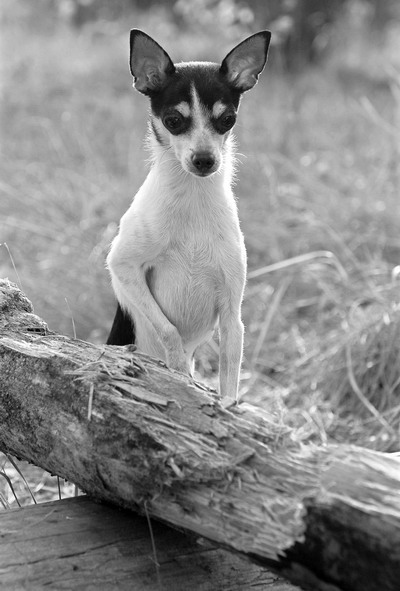 Собачья жизнь