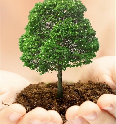 Пополняется лесной фонд