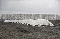 Сахарный рекорд