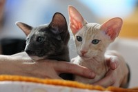 Вся кошачья красота - от ушей и до хвоста