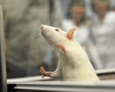В открывшемся центре проводят опыты над крысами результаты которых будут использовать в медицине По последнему слову техники