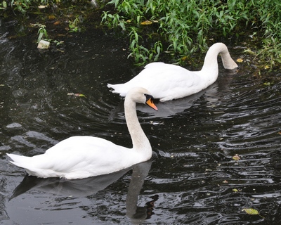 В «Уголке дикой природы» живут лебеди Парк нашего периода
