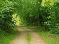 День посадки леса