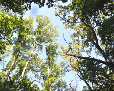 Зелёная стража