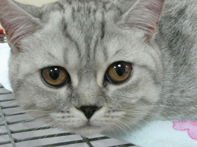 Четыре с хвостиком