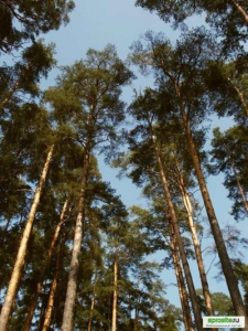 Там, где бродили динозавры