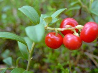 Брусника в саду