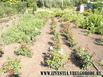 Белгород. Экономика. Важно подойти грамотно