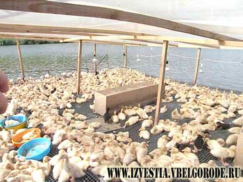 Белгород. Экономика. Важно подойти грамотно