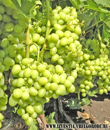 Новый формат семейного бизнеса