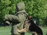 В центре кинологической службы УВД по Белгородской области прошли соревнования