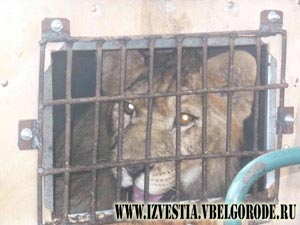 Тяжёлые каникулы африканского львёнка...