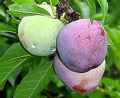 Сливы заболели