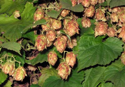 Хорошие соседи