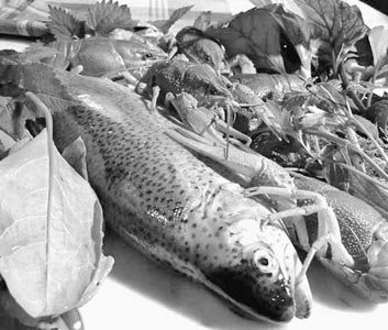 fish.jpg