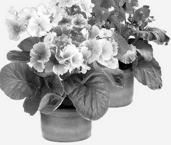 flowers.jpg