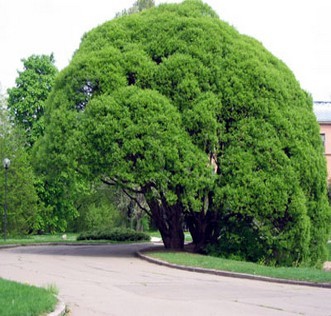 Ива шаровидная