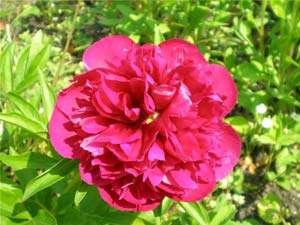 Работы в цветнике. Фото с сайта flowersweb.info