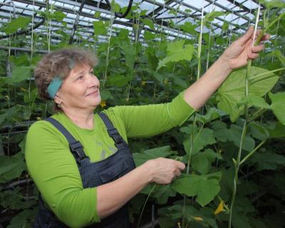 У каждой тепличницы - по 20 длинных рядов, на которых высажено 2,5 тысячи растений Горячая пора в зелёном хозяйстве